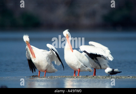 Amerikanischer weißer Pelikan Stockfoto