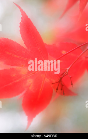 Acer Palmatum Katsura rote Blätter im Herbst soft-Fokus Stockfoto