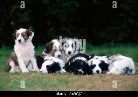 Mischling Hund Stockfoto