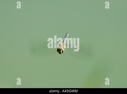 Eine männliche Scarce oder Migrant Hawker Libelle Aeshna Mixta im Flug Stockfoto