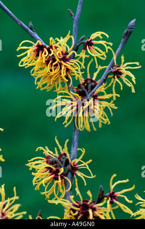 Zaubernuss Stockfoto