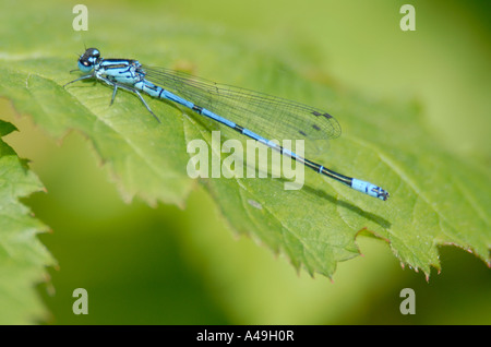 Eine blaue Damselfly wahrscheinlich eine männliche Azure Damselfly ruht auch bekannt als Azure Bluet Coenagrion Puella auf einem Blatt Stockfoto