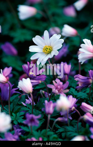 Anemonen / Balkan ist / Strahlenanemonen Stockfoto