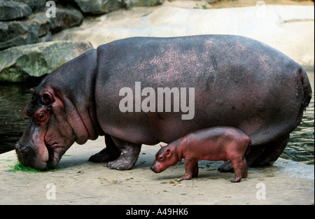 Nilpferd / Flusspferd Stockfoto