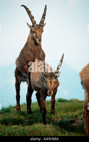 Steinbock / Alpensteinbock / Steinbock Stockfoto