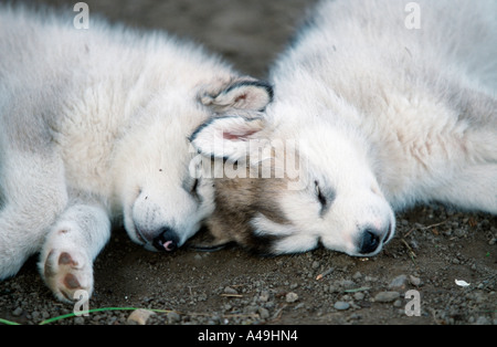 Alaskan Malamute Stockfoto