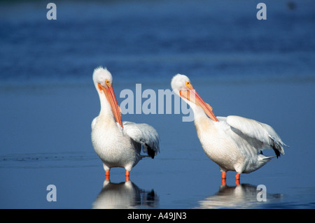 Amerikanischer weißer Pelikan Stockfoto