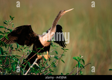 Amerikanische Darter / Anhinga Stockfoto