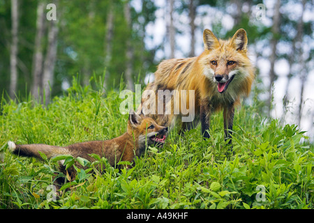 American Red Fox / Amerikanischer Rotfuchs Stockfoto