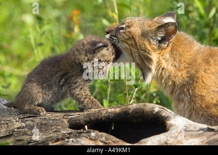 Bobcat / Rotluchs Stockfoto