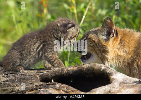 Bobcat / Rotluchs Stockfoto