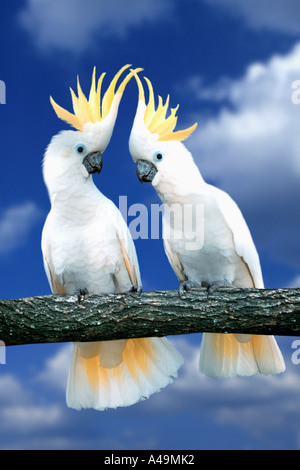 Mehr Schwefel crested Cockatoo / Triton Kakadu Stockfoto