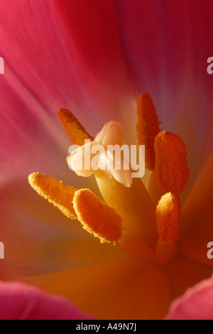 Im Inneren eine Tulpe. Die Staubblätter und Narbe zu sehen. Stockfoto