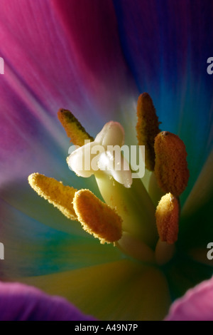 Im Inneren eine Tulpe. Die Staubblätter und Narbe erkennbar. Stockfoto