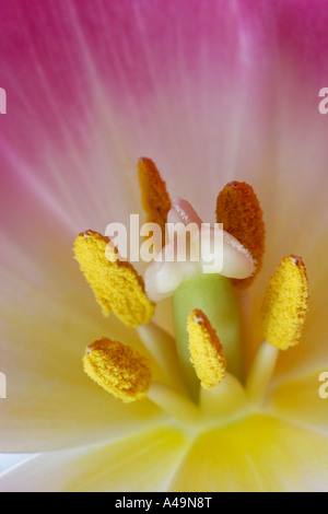 Im Inneren eine Tulpe. Die Staubblätter und Narbe erkennbar. Stockfoto