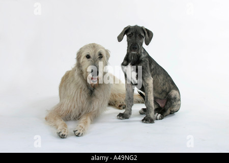 Irischer Wolfshund Stockfoto