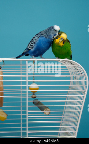 Wellensittich / Wellensittich Stockfoto