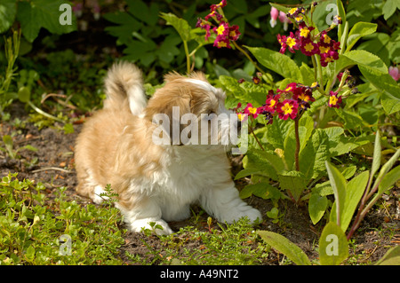 Havaneser / Havaneser / Bichon Havanais / Bichon Habanero Stockfoto