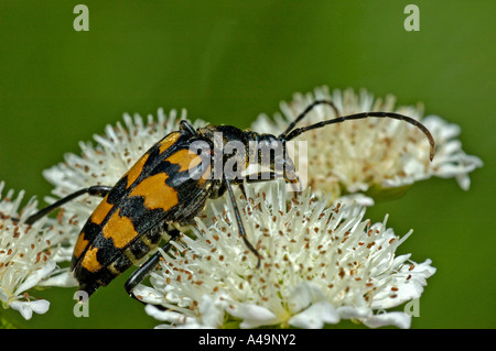 Longhorn Beetle / Rothalsbock / Roter Blumenbock / Bockkaefer Stockfoto