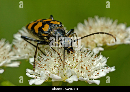 Longhorn Beetle / Rothalsbock / Roter Blumenbock / Bockkaefer Stockfoto