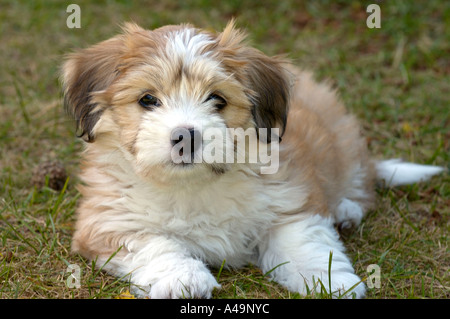 Havaneser / Havaneser / Bichon Havanais / Bichon Habanero Stockfoto