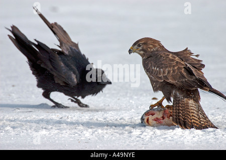 Gemeinsamen Bussard und Raven Stockfoto