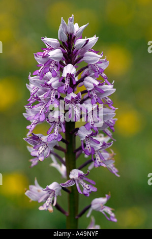 Militärische Orchidee / Helmknabenkraut Stockfoto