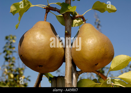 Birne / Uta Stockfoto
