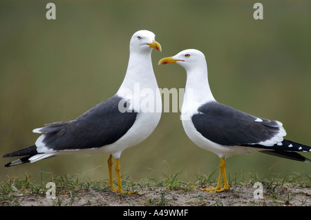 Geringerem Black-backed Gull Stockfoto