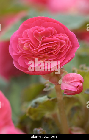 Begonie Stockfoto