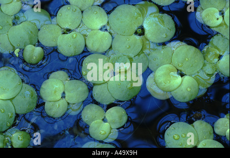 Amazon Froschbissgewächse, Südamerika Froschbissgewächse (Limnobium Stoloniferum, Limnobium Laevigatum, Hydromystria Stolonifera), hinterlässt auf der w Stockfoto