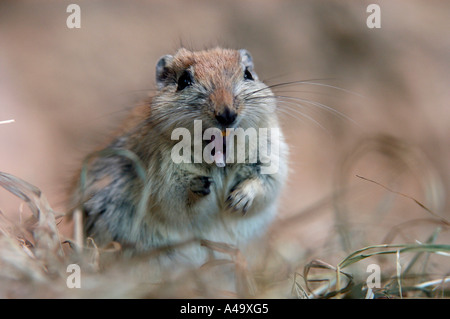 Fette Sand Ratte Stockfoto
