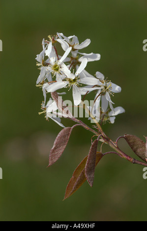 Allegheny Elsbeere / wilde Birne / Eschen Stockfoto