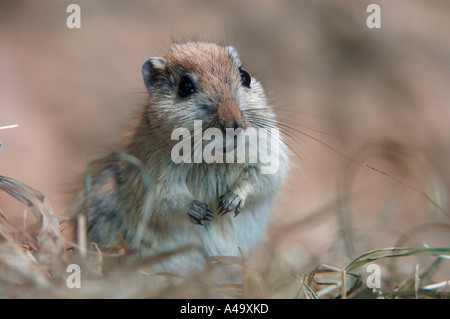 Fette Sand Ratte Stockfoto
