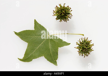 Blätter und Früchte der Amberbaum Liquidambar Styraciflua, im Herbst
