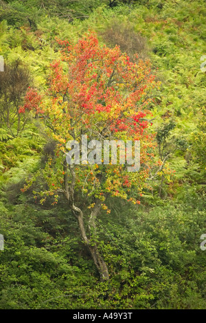 Herbst Blätter an einem Baum, Italien, Sizilien Stockfoto