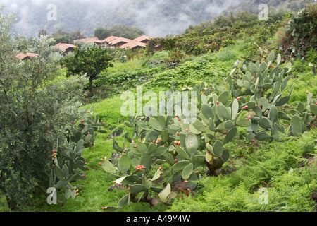 Indische Feigen, Birne Kaktus (Opuntia Ficus-Indica, Opuntia Ficus-Barbarica), ein paar Pflanzen in den Bergen, Italien, Sizilien Stockfoto