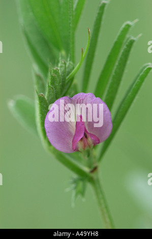 Bush Vetch Stockfoto