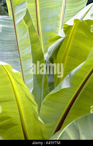 Bananenblätter (Musa Paradisiaca, Musa X paradisiaca), Stockfoto