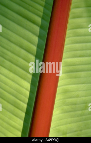 Banane (Musa Paradisiaca, Musa X paradisiaca), Unterseite des Blattes Stockfoto