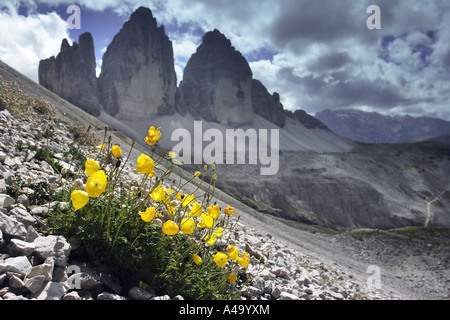 Rhaeticum Mohn (Papaver Rhaeticum), Blüten vor Bergkulisse, Italien, Sued Tirol, Dolomiten, Drei Zinnen Stockfoto