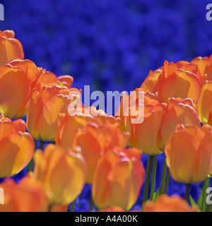 Tulpe (Tulipa), gelbe und orange Blüten vor Traubenhyazinthen, Niederlande, Norden der Niederlande Stockfoto