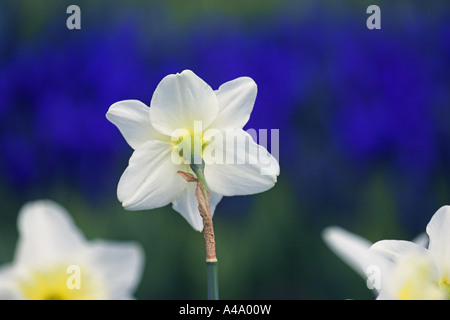 Narzisse (Narcissus spec.), weiße Blüte, Niederlande Stockfoto