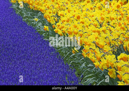 Narzisse (Narcissus spec.), Blumenteppich im Frühling, mit Trauben Hyacinthe, Muscari Botryoides, Niederlande Stockfoto