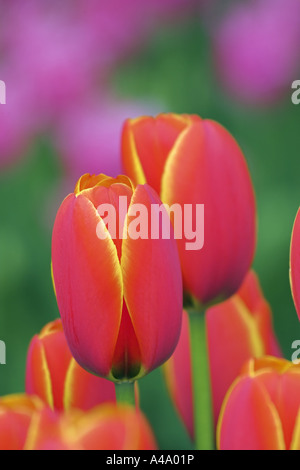 gemeinsamer Garten Tulpe (Tulipa Gesneriana), rotbraune Blüten, Niederlande Stockfoto