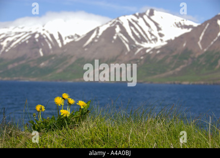 gemeinsamen Löwenzahn (Taraxacum Officinale), vor Bergen, Island, Hrisey Stockfoto