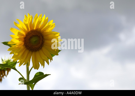 gewöhnliche Sonnenblume (Helianthus Annuus), Blütenstand gegen bewölktem Himmel, Deutschland, NRW Stockfoto