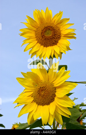 gewöhnliche Sonnenblume (Helianthus Annuus), zwei Blütenstände gegen blauen Himmel, Deutschland, NRW Stockfoto