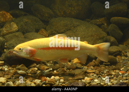 Regenbogenforelle (Oncorhynchus Mykiss, Salmo Gairdneri), golden Zucht Variante Stockfoto