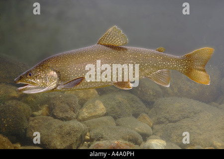 Amerikanische Seeforelle, große Bachforellen, Seeforellen (Namaycush Fischerei), Schwimmen Stockfoto